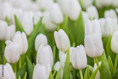 Fototapeta na wymiar Fresh white tulip
