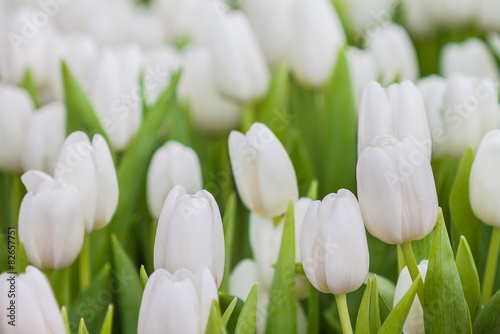 Fototapeta do kuchni Fresh white tulip