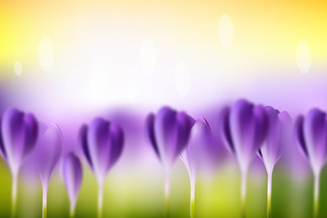 Wall Mural - Flower blurred spring background