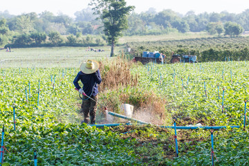 Rural farmer