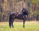 Fototapeta Konie - Andalusian horse