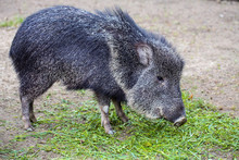 The Chacoan Peccary, Catagonus Wagner, Gnawing Grass