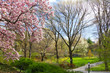 Central Park Spring Landscape, New York City