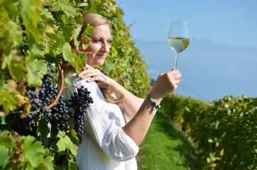 Wall Mural - Ripe grapes. Lavaux, Switzerland