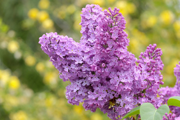 Gemeiner Flieder (Syringa vulgaris)