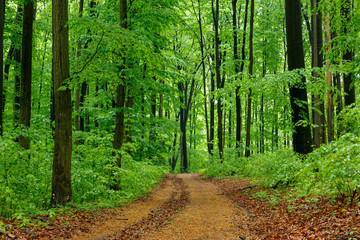 Wall Mural - Green forest with pathway