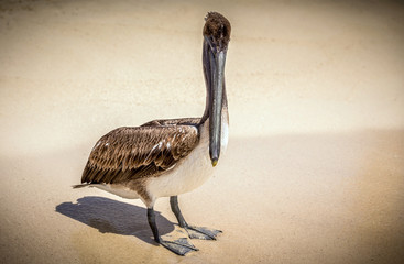 Sticker - Brown pelican on mexican beach