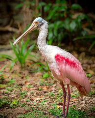 Wall Mural - Roseate Spoonbill bird