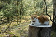 kot na pieńku w lesie