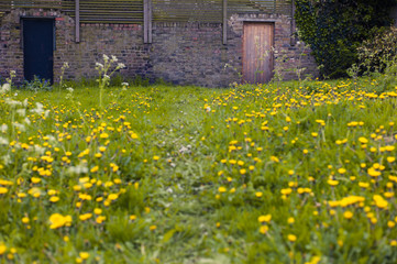 Meadow with path leading to two doors