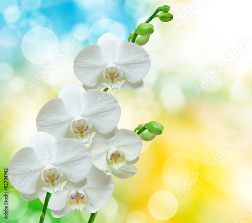 Fototapety Storczyki  orchidea