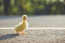 Close Up Small Duckling On The Asphalt Road