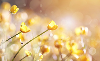 Wall Mural - Background with yellow flowers of a buttercup