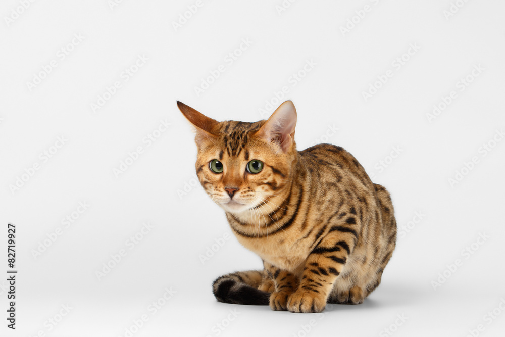 Bengal Cat on White background and Looking in camera