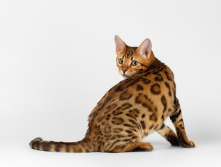 Bengal Cat turned on White background