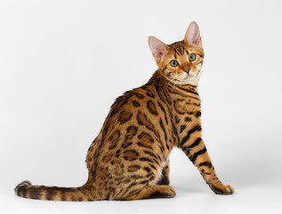 Wall Mural - Bengal Cat on White background and Looking in camera