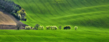 Panorama Of Field Waves With Blossoming Trees