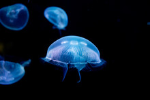 Jellyfish, Medusa