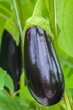 Ripe eggplant in a Dutch greenhouse