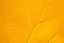 Leaves Orange Leaf