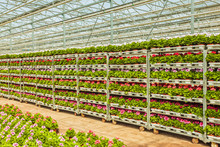 Crates With Dutch Geranium Plants Ready For Export