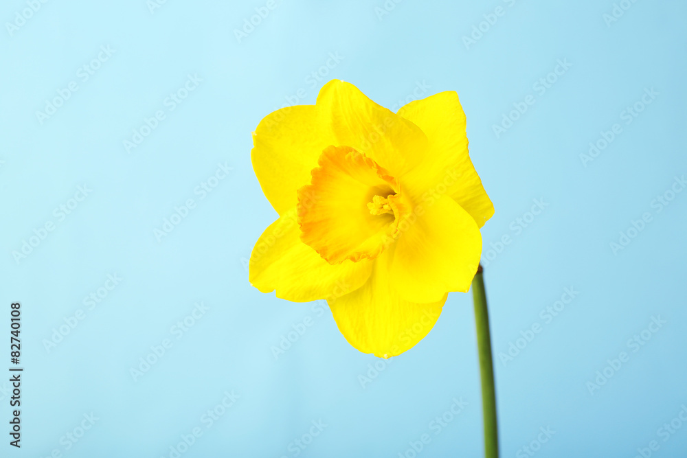 Fresh narcissus flower on color background
