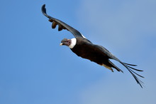 Andean Condor (Vultur Gryphus) Flying