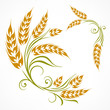 Stylized ears of wheat pattern on white, vector illustration