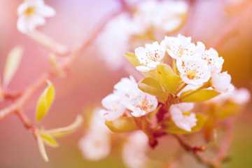 Wall Mural - springtime