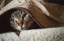 Tabby Cat Hiding Under A Blanket
