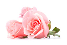 Pink Rose Flower On White Background