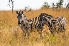Pair Of Zebra's