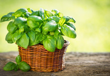 Organic Basil Plant In The Basket On The Wooden Table