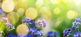 Fototapeta Na drzwi - art spring or summer background with forget-me-not flower