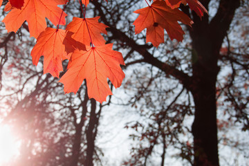 Wall Mural - maple leaf red autumn