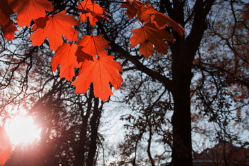 Wall Mural - maple leaf red autumn