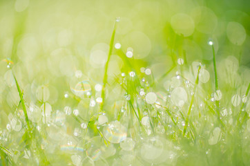 Dew drops background