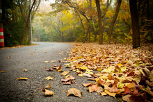 Road Covered With Fallen Leaves