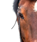 Fototapeta Konie - Bay horse close up on a white background.