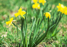Spring Yellow Daffodil In The Meadow