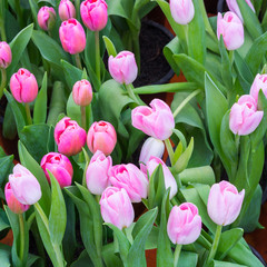 Wall Mural - tulip field