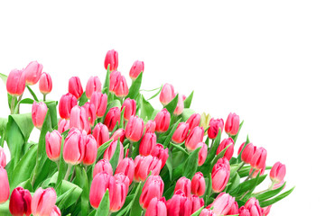 Wall Mural - tulip isolated