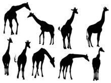 Nine Giraffe Silhouettes Isolated On White