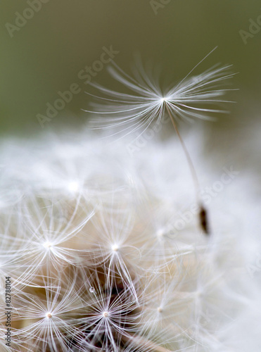 Naklejka dekoracyjna dandelion close up over natural background