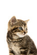 © Tony Campbell - Cute tabby kitten