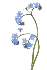 Wall Mural - forget me not
