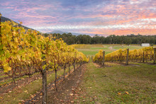 Rovs Of Yellow Leafed Fines At Vineyard In Yarra Valley, Austral