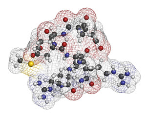 Sticker - Acetyl hexapeptide-3 (argireline) molecule. 