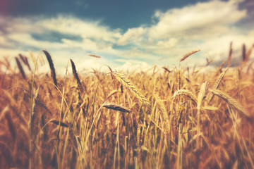 sunny wheat field