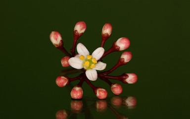 Skimmmia Japonica met een groene spiegelende achtergrond